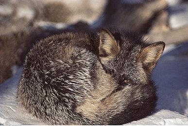 《幻象破坏者OMNIA》新角色预告 冷酷少女“M”